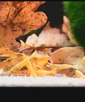 Yellow Crested Cream - Live Shrimp for Aquarium - Dwarf Neocaridina Shrimp aquarium shrimp