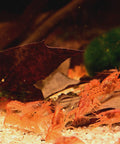 1 Pair Cambarellus patzcuarensis – Orange Dwarf Crayfish | Live Orange Dwarf Crayfish for Aquarium aquarium invertebrate