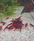 Aquarium invertebrates at Aqua Breeding Skill