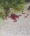 Bloody Mary Shrimp Live Aquarium Shrimp Dwarf Neocaridina Shrimp aquarium shrimp