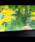 Corydoras CW010 Gold Laser Albino swimming in an aquarium at Aqua Breeding Skill