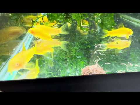 Corydoras CW010 Gold Laser Albino swimming in an aquarium at Aqua Breeding Skill