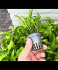Microsorium Pteropus Java Fern - live aquarium plant, Aqua Breeding Skill, Belgium