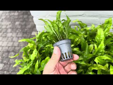 Microsorium Pteropus Java Fern - live aquarium plant, Aqua Breeding Skill, Belgium