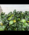 Anubias Barteri - live aquarium plant, Aqua Breeding Skill, Belgium