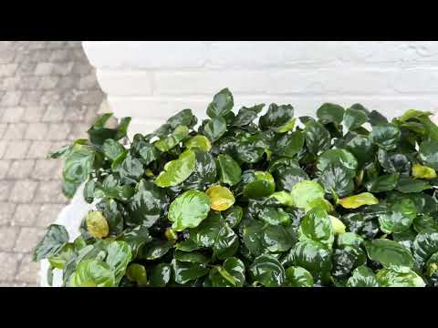 Anubias Barteri - live aquarium plant, Aqua Breeding Skill, Belgium