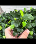 Anubias Nana - live aquarium plant, Aqua Breeding Skill, Belgium