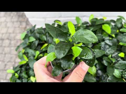 Anubias Nana - live aquarium plant, Aqua Breeding Skill, Belgium