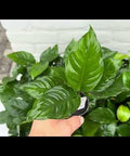Anubias Heterophylla - live aquarium plant, Aqua Breeding Skill, Belgium