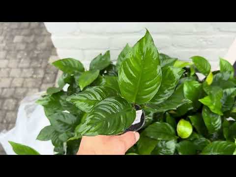 Anubias Heterophylla - live aquarium plant, Aqua Breeding Skill, Belgium