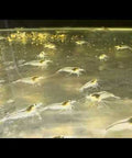 Caridina Japonica Amano SNOW shrimp swimming in a planted aquarium - Aqua Breeding Skill, Belgium