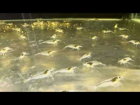 Caridina Japonica Amano SNOW shrimp swimming in a planted aquarium - Aqua Breeding Skill, Belgium