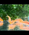 Corydoras CW010 Red Laser Albino swimming in a planted aquarium - Aqua Breeding Skill, Belgium
