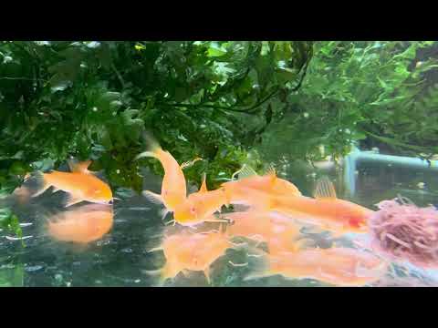 Corydoras CW010 Red Laser Albino swimming in a planted aquarium - Aqua Breeding Skill, Belgium