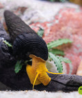 Orange Tylomelania (Poso Snail, Rock Snail) 3 pcs aquarium snail