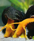 Orange Tylomelania (Poso Snail, Rock Snail) 3 pcs aquarium snail