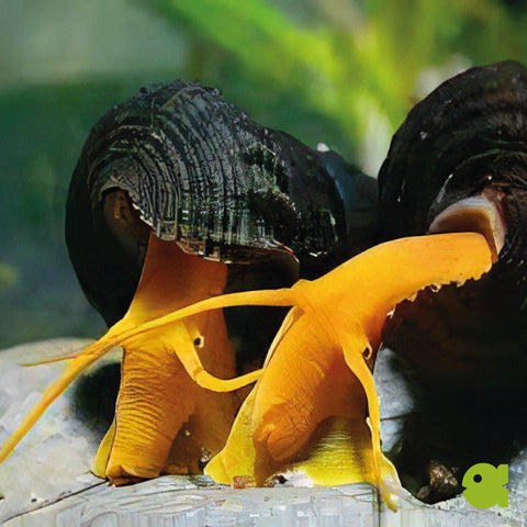 Orange Tylomelania (Poso-Garnele, Felsen-Garnele)