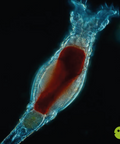 Rotifers Live Culture aquarium food