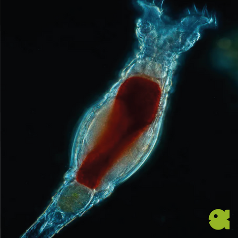 Rotifers Live Culture