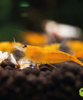 Orange Sakura Shrimp (Neocaridina davidi "Orange Sakura") aquarium shrimp