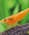 Orange Sakura Shrimp (Neocaridina davidi "Orange Sakura") aquarium shrimp