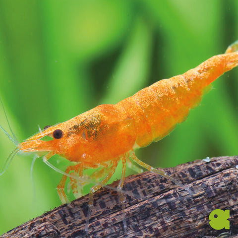 Orange Sakura Garnelen 10 st (Neocaridina davidi "Orange Sakura")