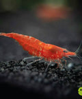Red Fire Shrimp (Neocaridina davidi var. red) aquarium shrimp