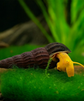 Orange Tylomelania (Poso Snail, Rock Snail) 3 pcs aquarium snail