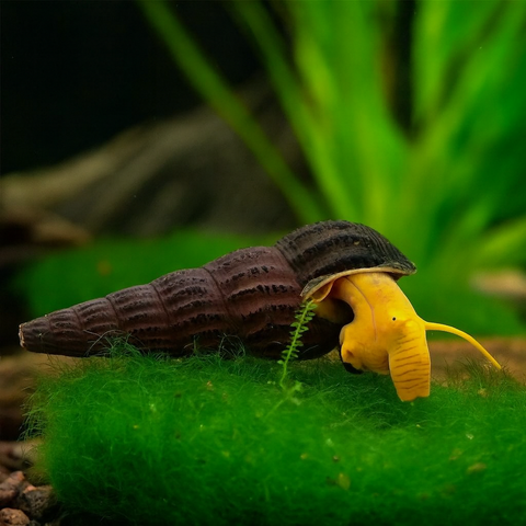 Orange Tylomelania (Poso Snail, Rock Snail) 3 pcs