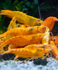 Orange Sakura Shrimp (Neocaridina davidi "Orange Sakura") aquarium shrimp