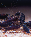 Neocaridina Black King Kong aquarium shrimp