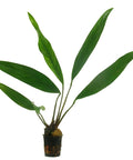 Anubias Lanceolata – Live Aquarium Plant (15 cm) for Freshwater Tanks aquarium plant