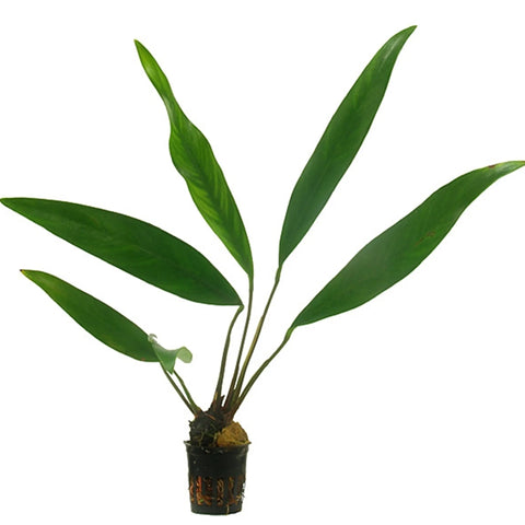 Anubias Lanceolata – Live Aquarium Plant (15 cm) for Freshwater Tanks