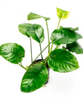 Anubias barteri “Wrinkle Leaf” – Live Aquarium Plant (10 cm) for Freshwater Tanks aquarium plant
