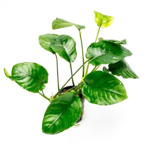 Anubias barteri “Wrinkle Leaf” – Live Aquarium Plant (10 cm) for Freshwater Tanks