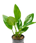 Anubias Hastifolia – Live Aquarium Plant (10 cm) for Freshwater Tanks aquarium plant
