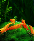 Orange Sakura Shrimp (Neocaridina davidi "Orange Sakura") aquarium shrimp