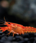 1 Pair Cambarellus patzcuarensis – Orange Dwarf Crayfish | Live Orange Dwarf Crayfish for Aquarium aquarium invertebrate