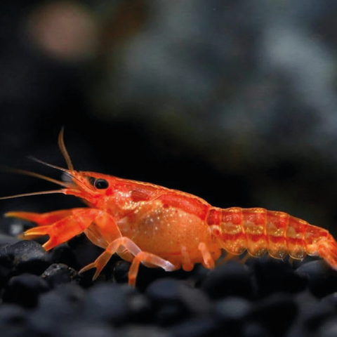 1 Pair Cambarellus patzcuarensis – Orange Dwarf Crayfish | Live Orange Dwarf Crayfish for Aquarium