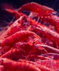 Red Fire Shrimp (Neocaridina davidi var. red) aquarium shrimp