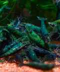 Green Jade Neocaridina Shrimps  (Neocaridina davidi "Green Jade") aquarium shrimp
