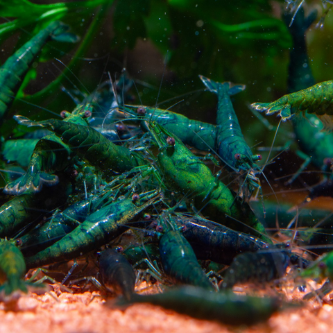 Green Jade Neocaridina Shrimps 10 pcs (Neocaridina davidi "Green Jade")