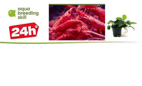 Next-day delivery – live plants and shrimp