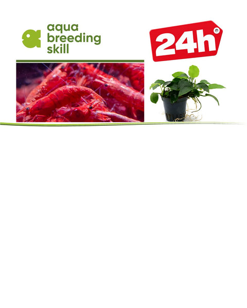 Next-day delivery – live plants and shrimp