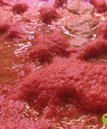 Live Tubifex culture aquarium food
