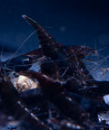 Neocaridina Black King Kong aquarium shrimp