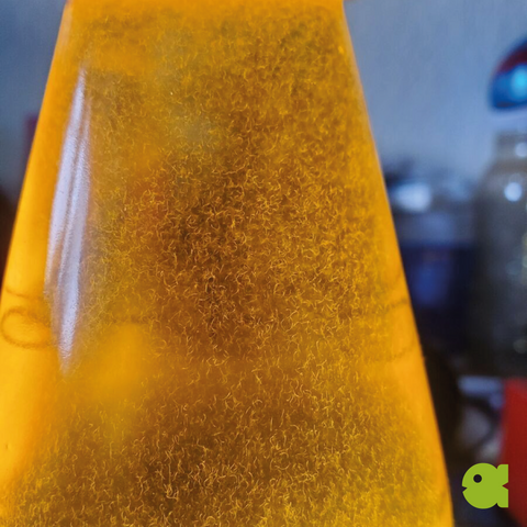 Vinegar Eel