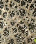 Microworms aquarium food