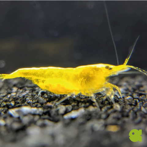 Yellow Fire Garnele 10 st (Neocaridina davidi "Yellow")