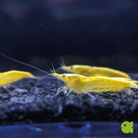 Yellow Fire Garnele 10 st (Neocaridina davidi "Yellow")